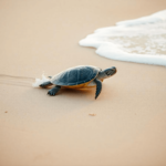 Aprenda como acelerar o seu site com a técnica de Lazy Load